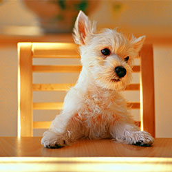 Best Dogs For Families With Kids
